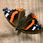 Red Admiral