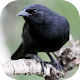 Download Sounds of BlackBird Melro For PC Windows and Mac 5.5