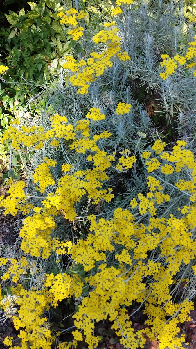 Curry plant