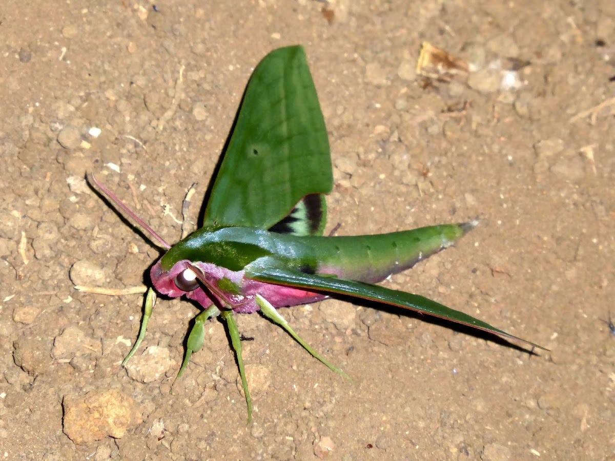 Sphinx moth