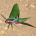 Sphinx moth