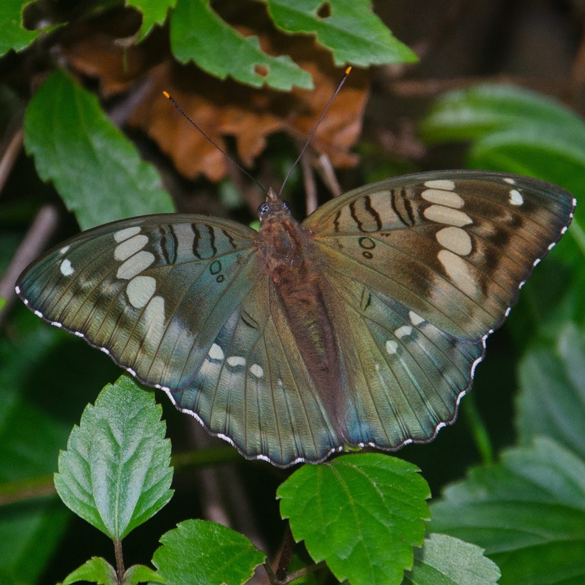 Chinese Green Duke