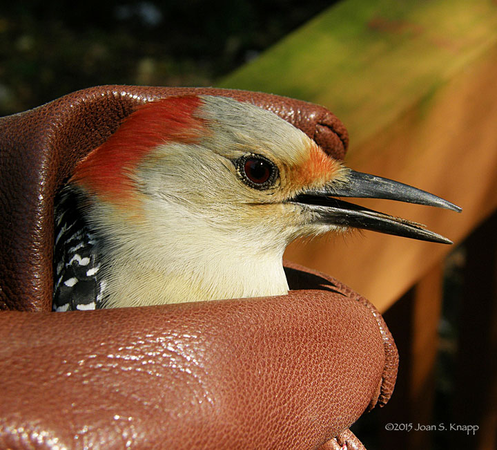 Red-bellied Woodpecker