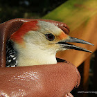 Red-bellied Woodpecker