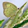 Mottled Emigrant