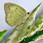 Mottled Emigrant