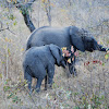 African Bush Elephant