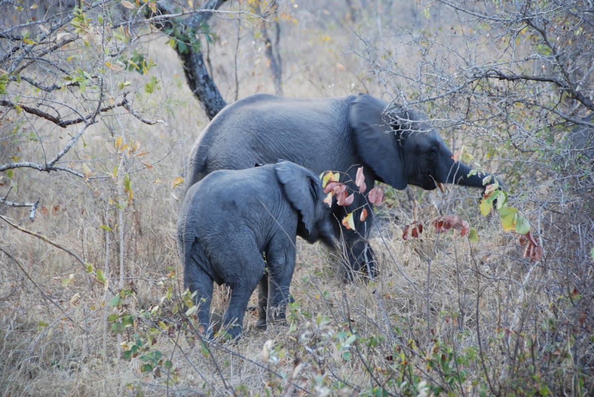 African Bush Elephant