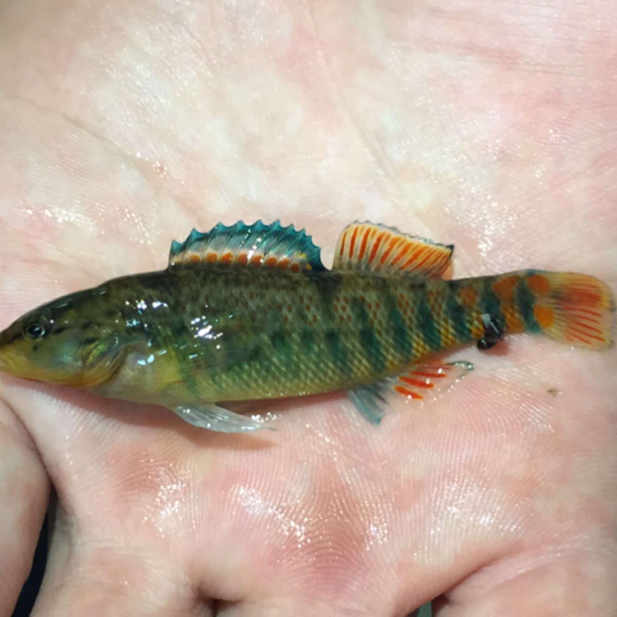 Rainbow Darter