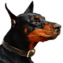 Doberman Wallpaper & Doberman Dog Theme HD