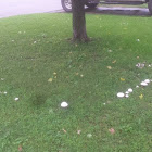 Thiers' lepidella (fairy ring)