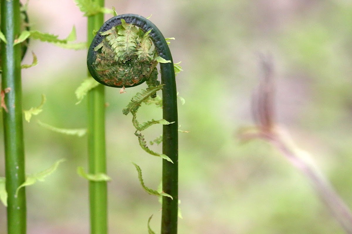 Ostrich fern