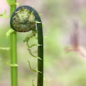 Ostrich fern