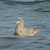 Northern Fulmar