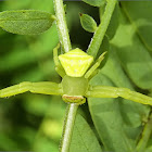 Masked Crab Spider