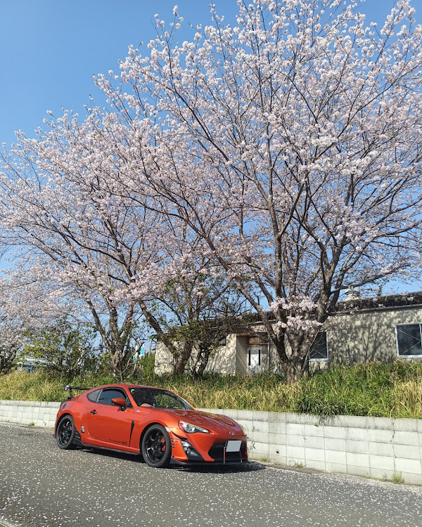 86の86BRZオーナーさんと繋がりたい・桜まつり・お花見・西都原古墳群・きんかんたまたまに関するカスタム事例の投稿画像1枚目
