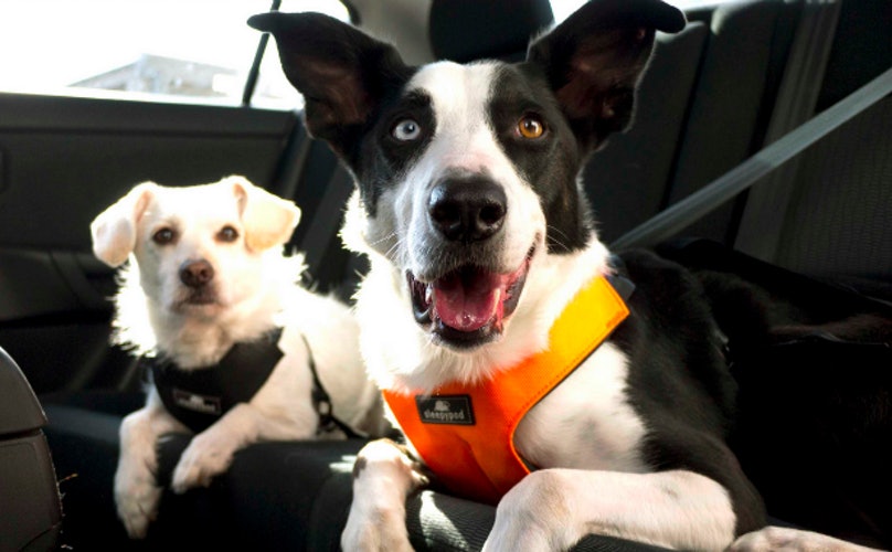 safest way to travel with dog in car