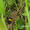 Common Yellowthroat