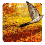 Autumn Live Wallpaper Apk