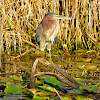 Green heron