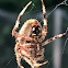 Furrow Orb-Weaver