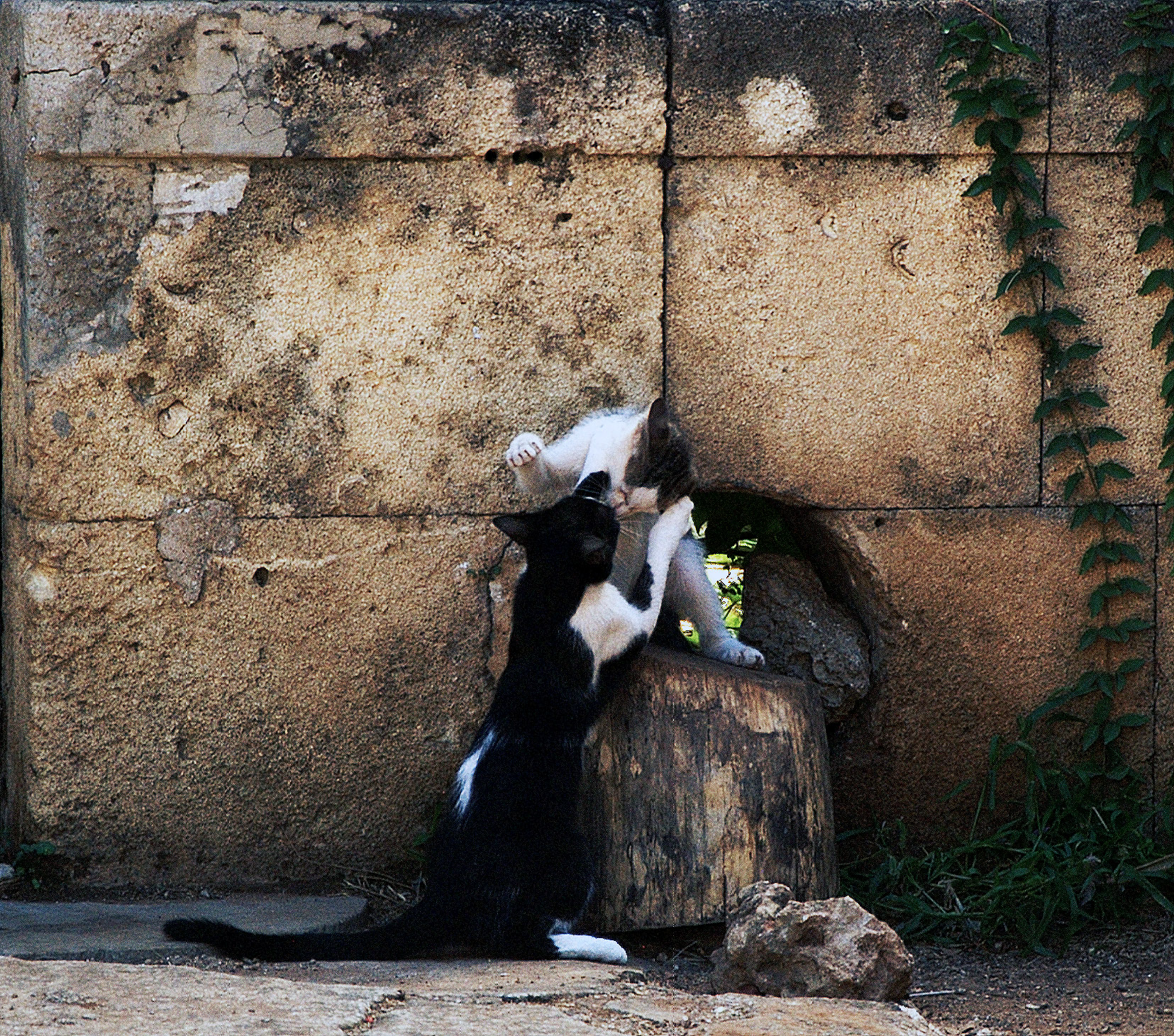 Bacio felino di sik71