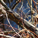 Northern Water Snake