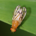 Dotted-Wing Lauxiniid Fly