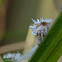 Acanaloniid Planthopper