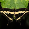 King Swallowtail