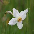 Poet's Narcissus