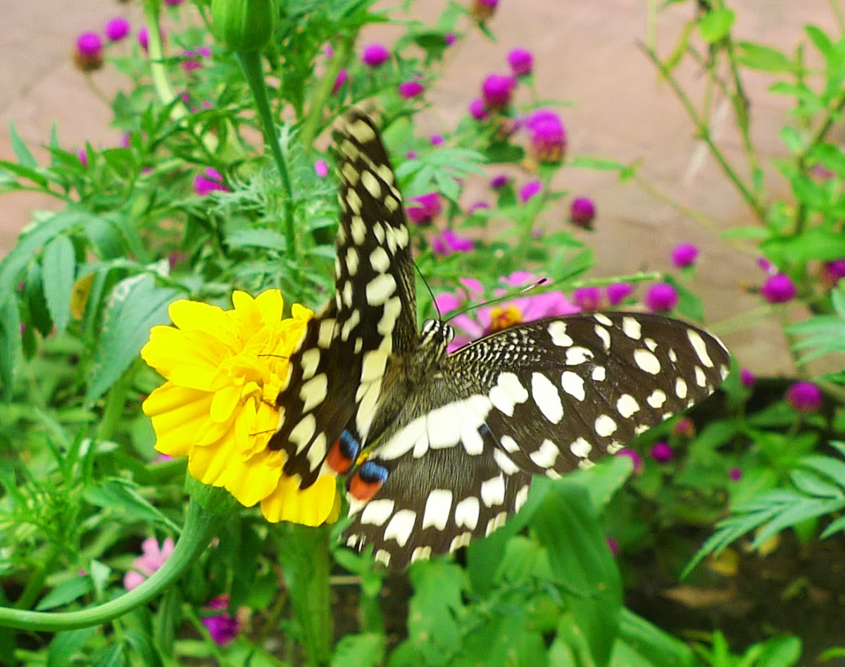 Lime Butterfly