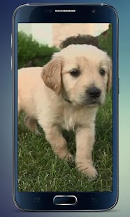 How to mod Labrador Puppy Live Wallpaper 2.0 mod apk for android