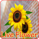 Download Wallpapers Flower Live Background HD For PC Windows and Mac 1.0