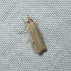 Double-banded Grass-veneer Moth