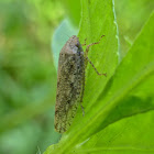 Leafhopper