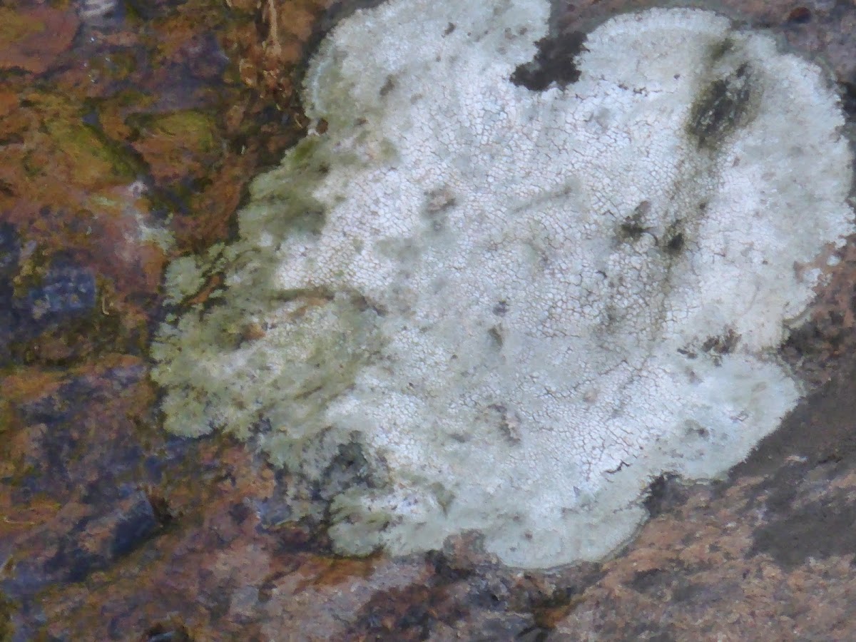 Wart Lichen