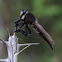 Robber Fly