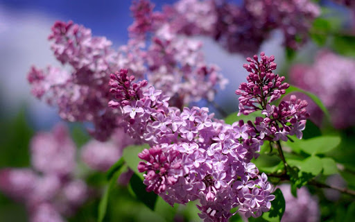 Lilac Plant Live Wallpaper