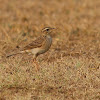 Paddyfield Pipit