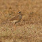 Paddyfield Pipit