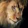 Amazing Lions Wallpapers icon