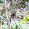 Red-eyed Bulbul