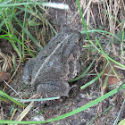 Great Plains Toad