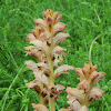 Orobanche sp