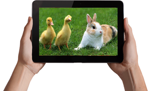 Cute Animals Wallpaper Android Apps On Google Play