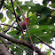 House Finch