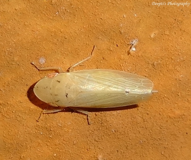 Leafhopper