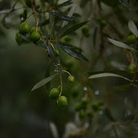 olive sotto la pioggia di 