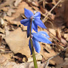 Siberian Squill